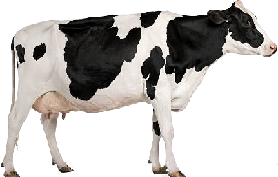 cow