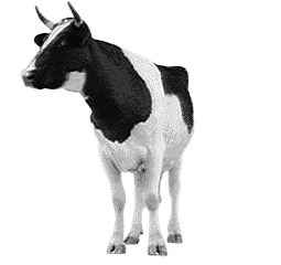 gif of a cow looking side-to-side